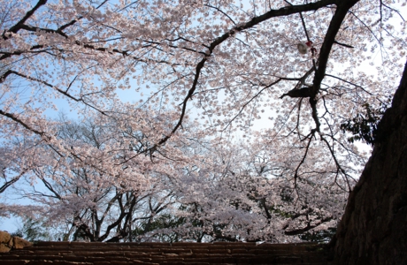 桜-018.jpg